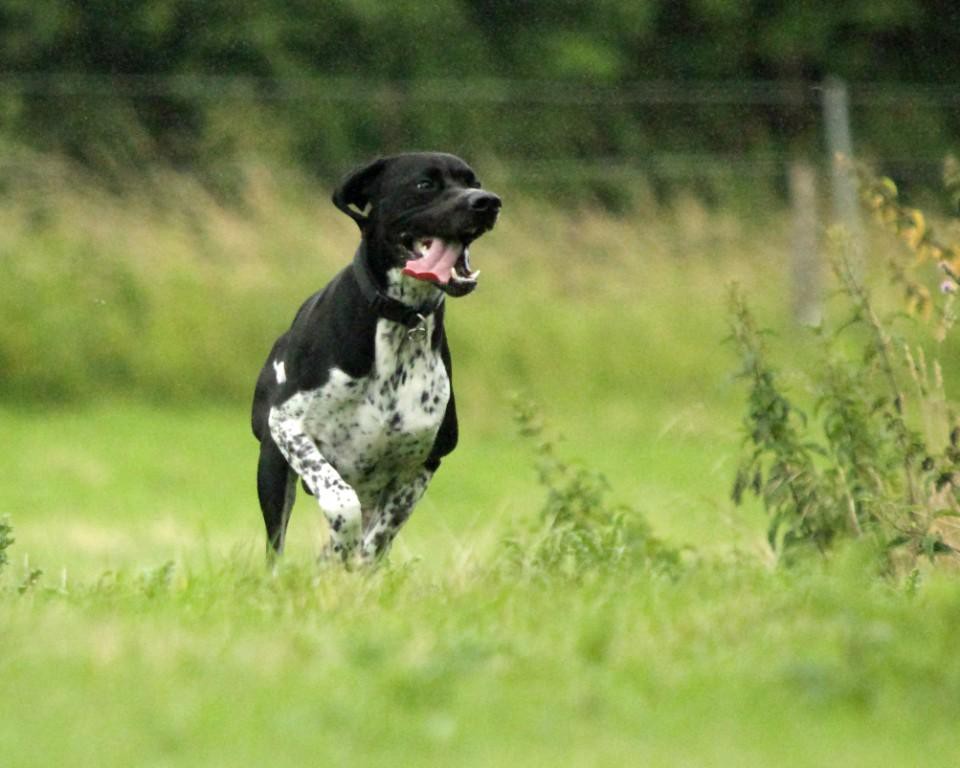 English Pointer English Pointer